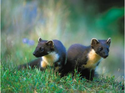 ������ ������