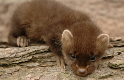 ������ ������ 2