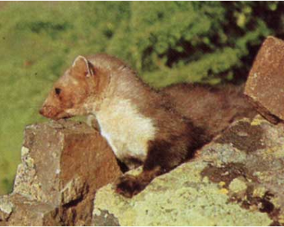 ������ ������ 3