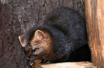 ������, ����� � ������