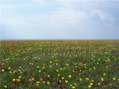 ����� � �������� �������� � ��� ������������ ������������