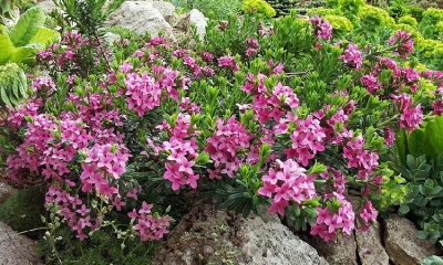 ������������� ������� - ������ ����������� �����