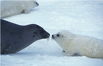 ������������ ������ ��� ����� 2