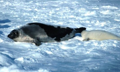 ������������ ������ ��� ����� 3