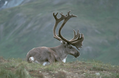 �������� �����