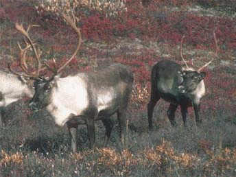 Rangifer tarandus Linnaeus