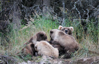 ����� �������