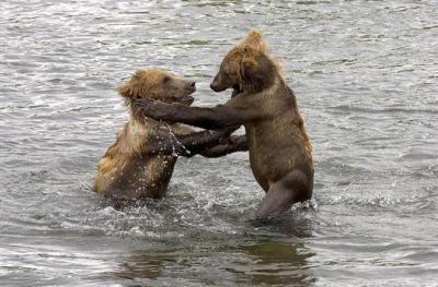 ����� ������� �����������