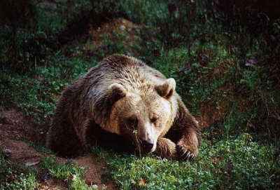 Ursus (Ursus) arctos Linnaeus