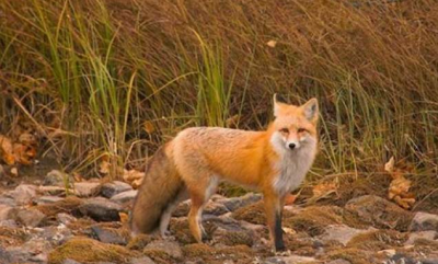 ������������ ������