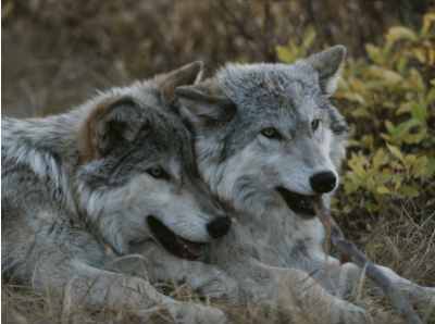 ���� ����� 2