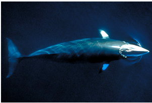 ����� ���������