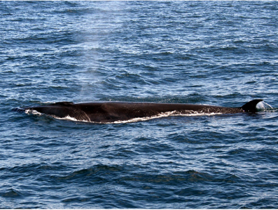 �������� (��������) ���, ��� ������