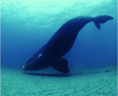 ������������ ���