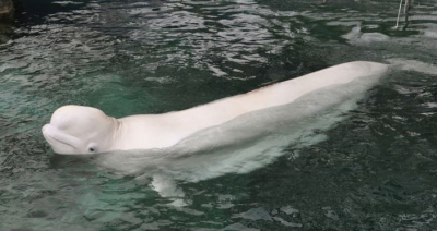 ������ ����� 3