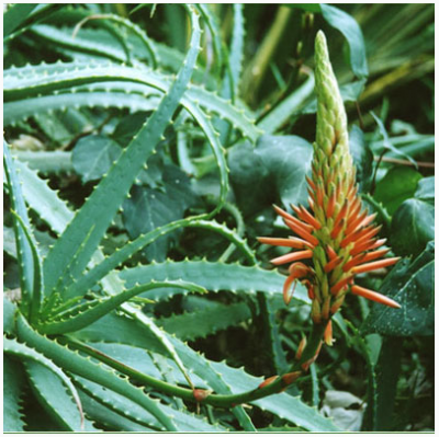 ���� - ������� ������