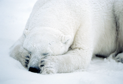 ����� �������