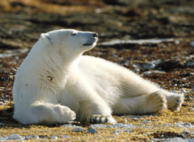 ����� ������� ����� 3