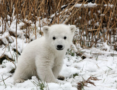 Ursus (Thalarctos) maritimus Phipps