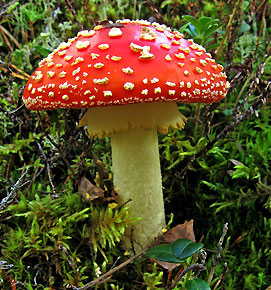 ������� ������� - ������� ������������ ����