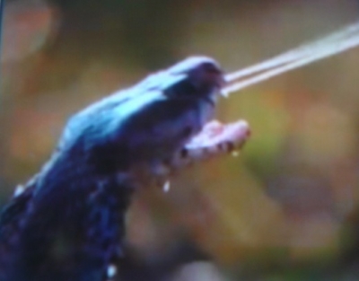 ���������� ����