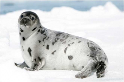 ����� ��� ������