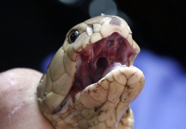 �������� ����