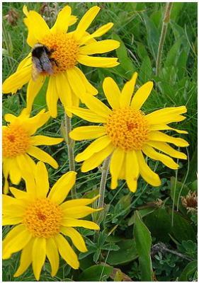 ������ ������ - ������������� ��������