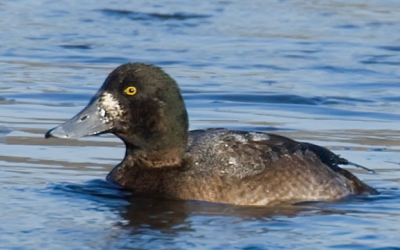 ������� ������� � ���������� ������