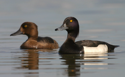 �������� ������� / ����� ����� �����