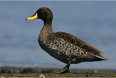 ����������� ������ � �����-���������