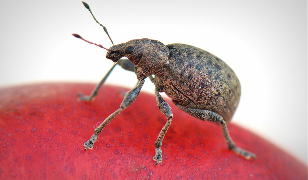 ����� ���